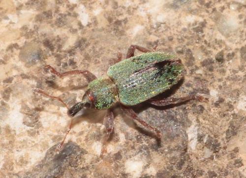 Réf. 278 203 : Hypera nigrirostris